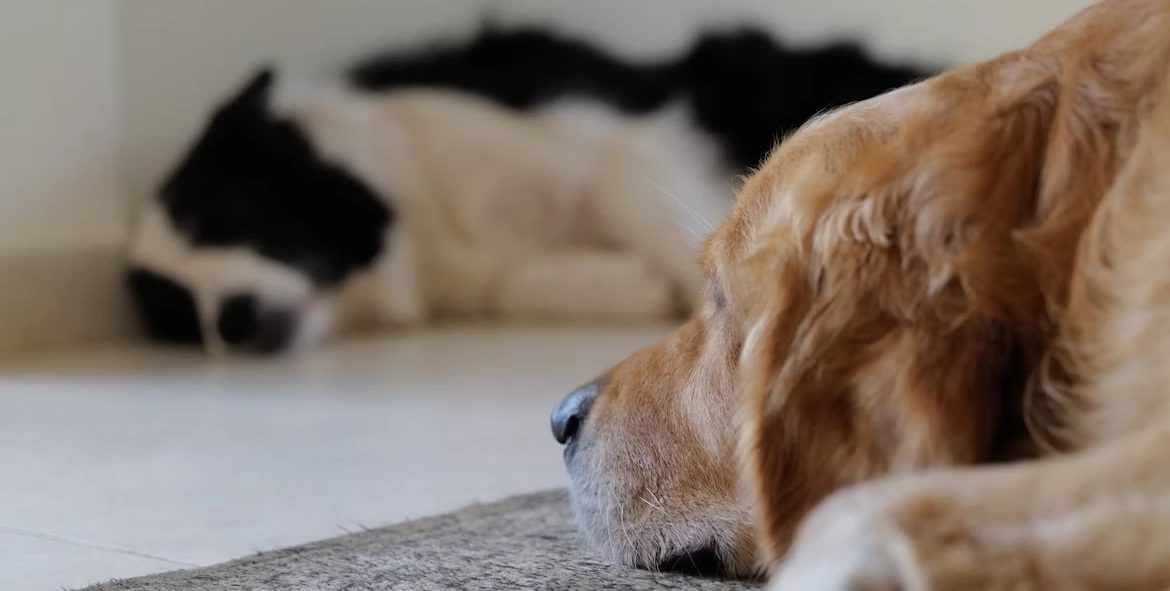 Perro sobre alfombra en casa