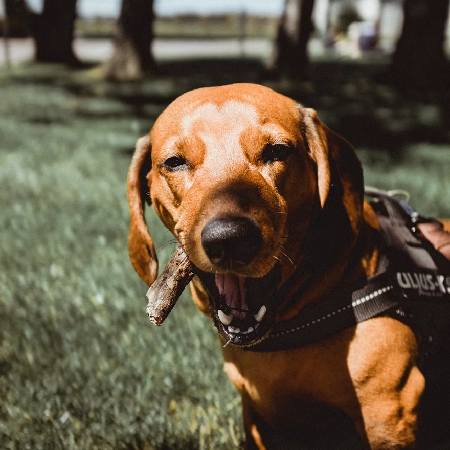 Ruffwear Flagline Lift Harness