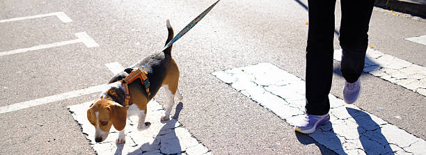 Perro con arnés