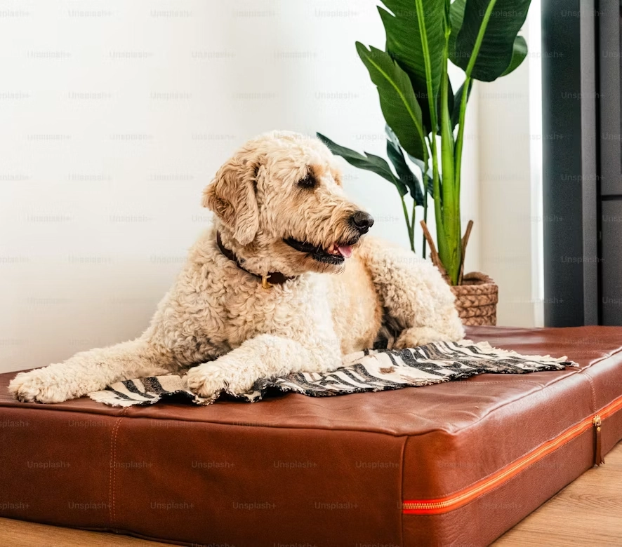 Big Barker Orthopedic Dog Bed
