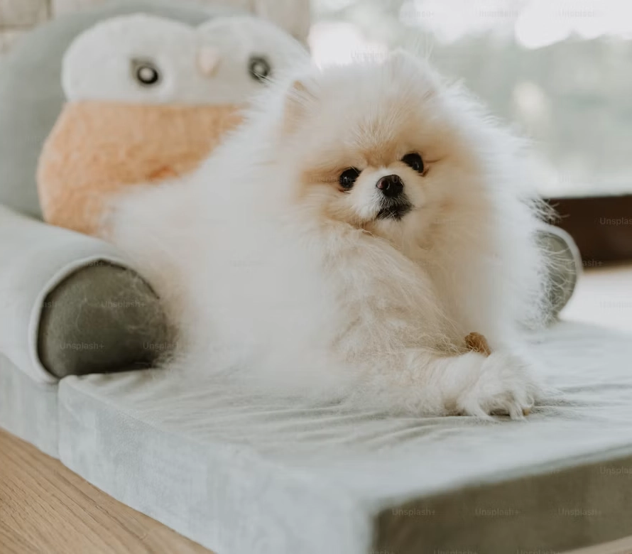 Bedsure Orthopedic Dog Sofa Bed