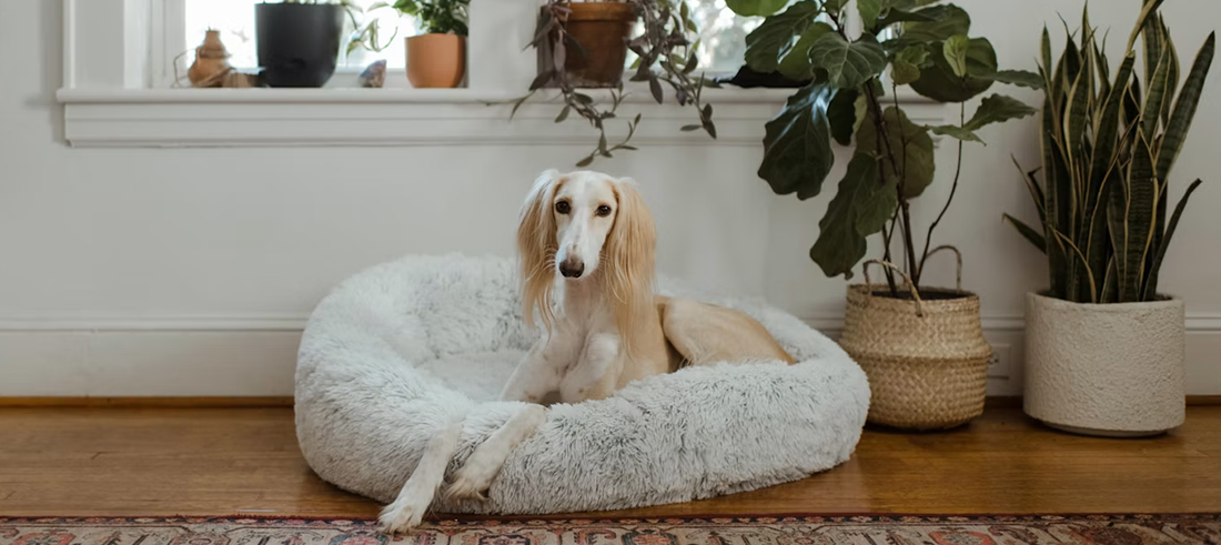 Perro descansando en cama para mascotas
