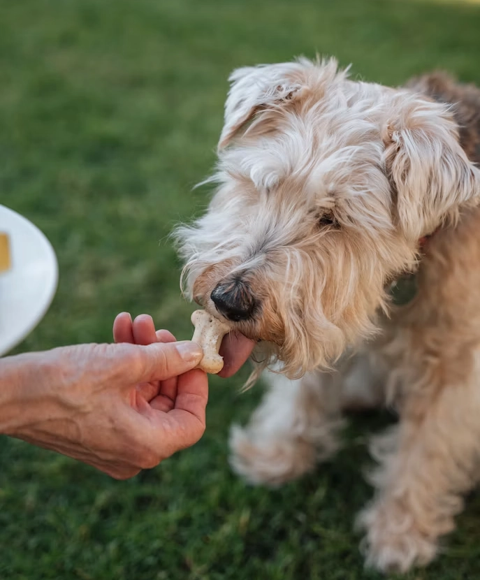 Zesty Paws Salmon Oil Chews (250ct)