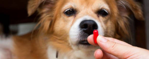 Perro senior activo al aire libre